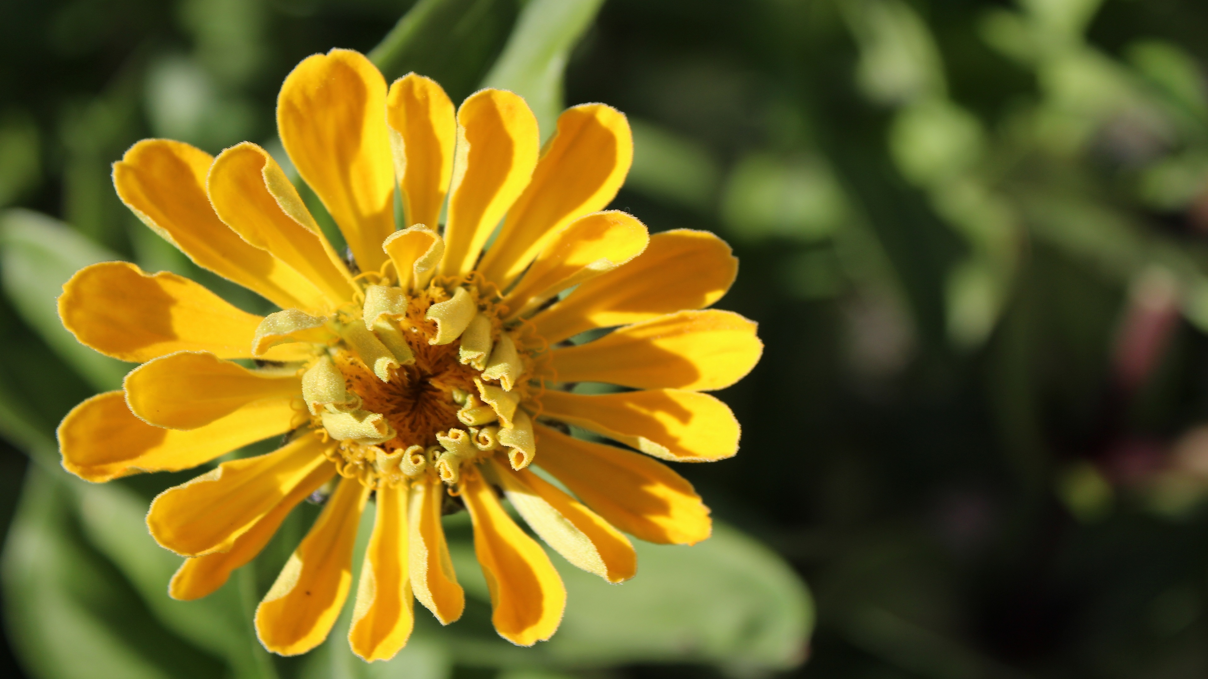 tapeta na telefon hd