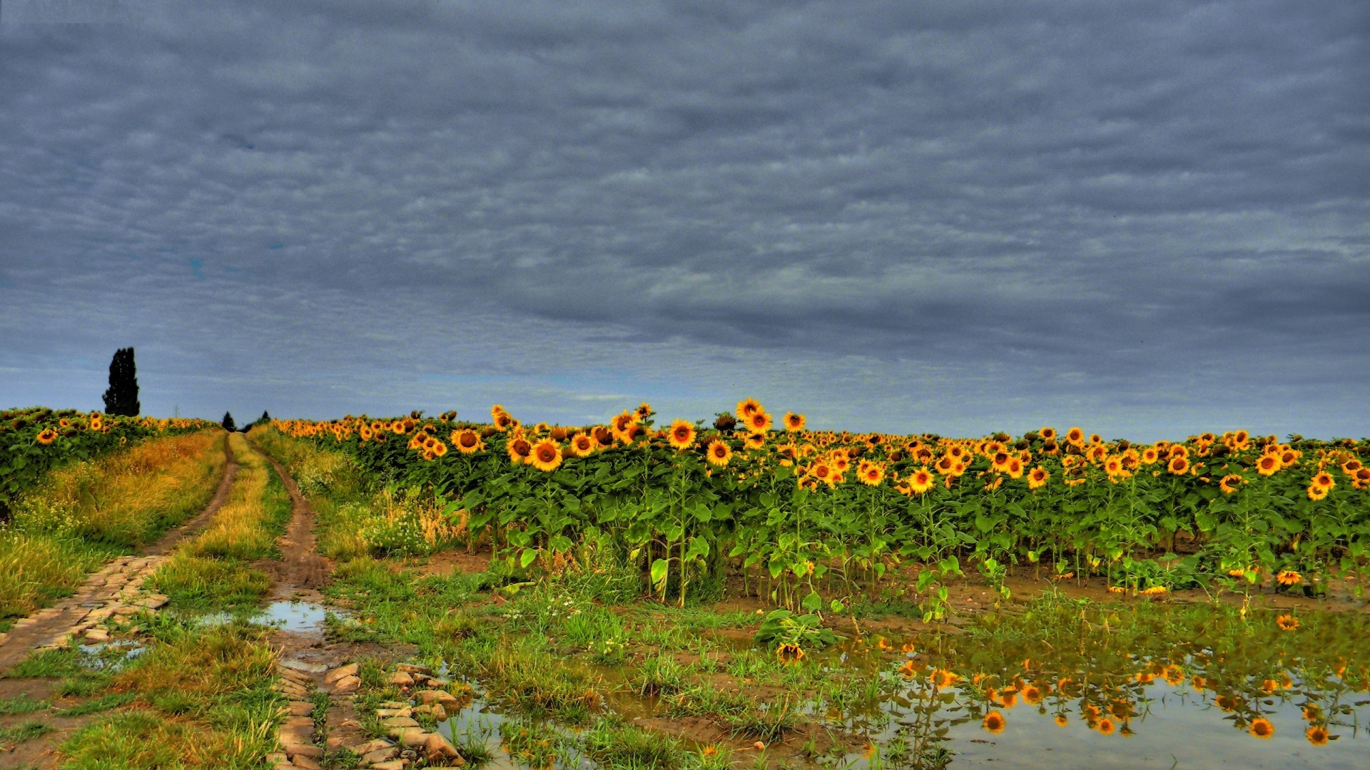 natura full hd