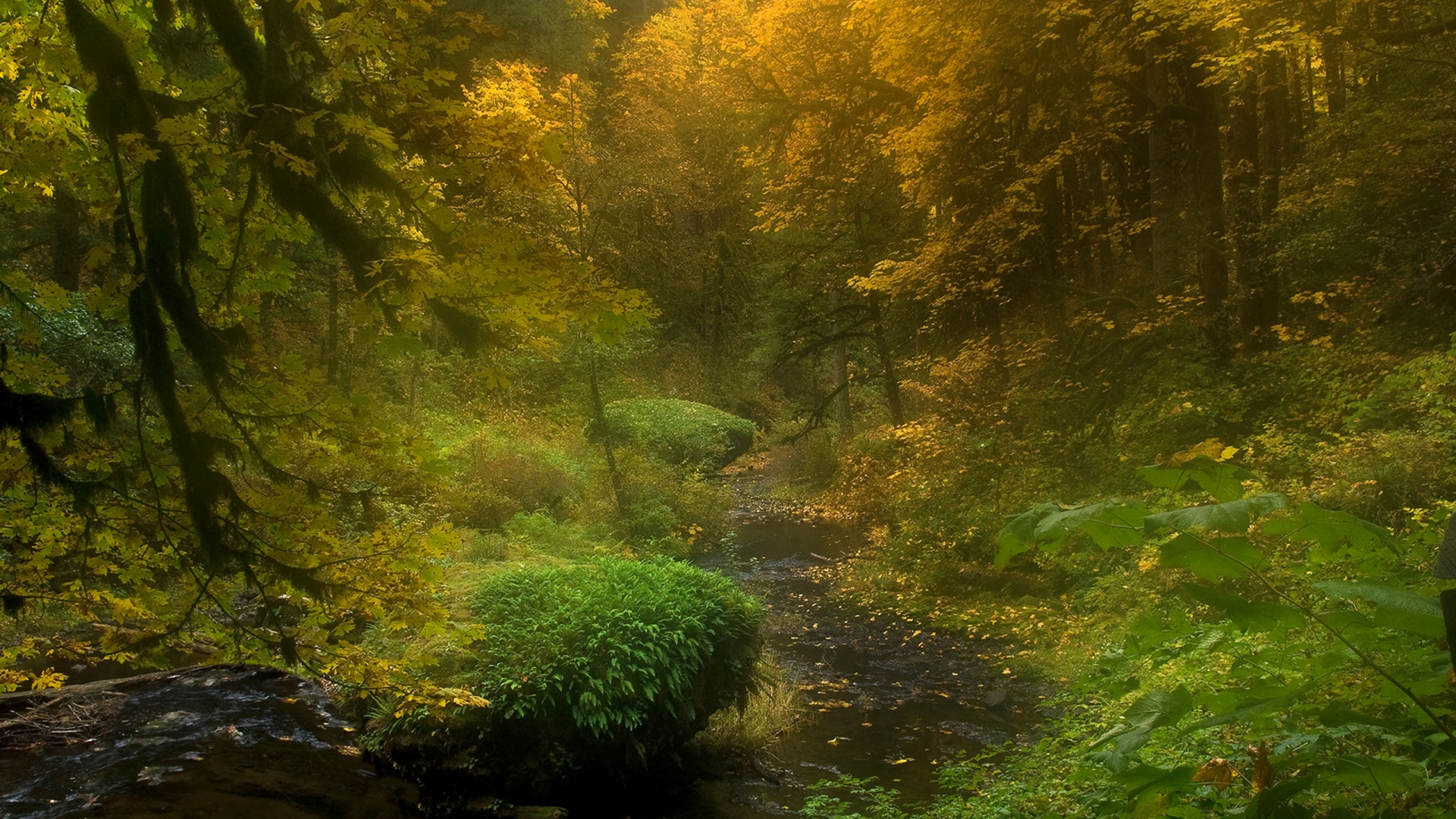 natura full hd