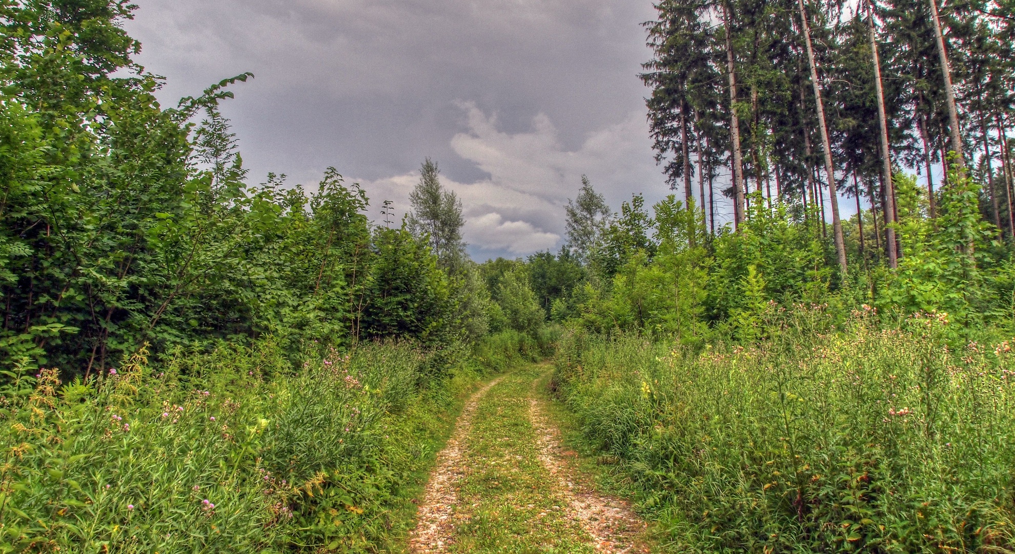 Rośliny