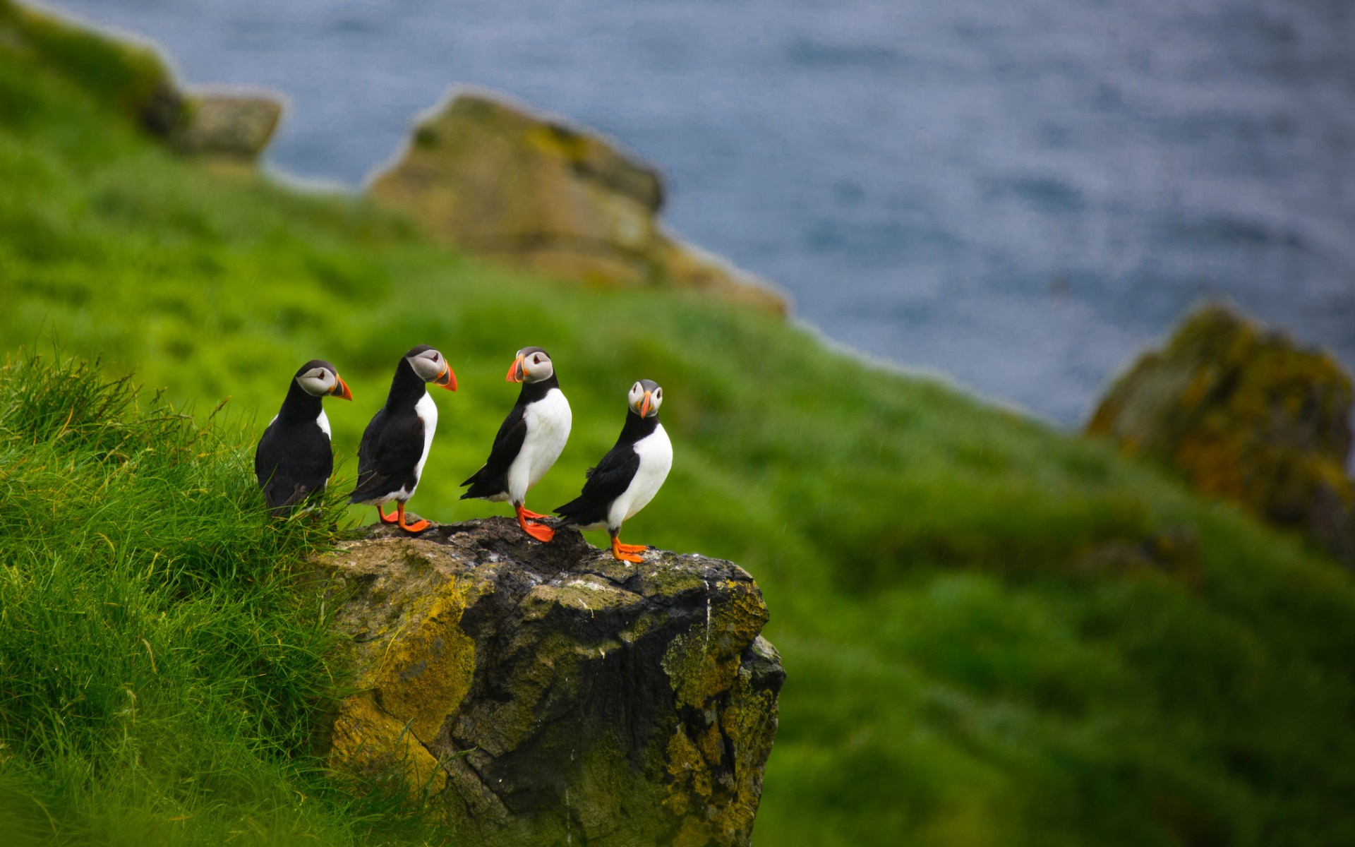 na telefon zwierzęta