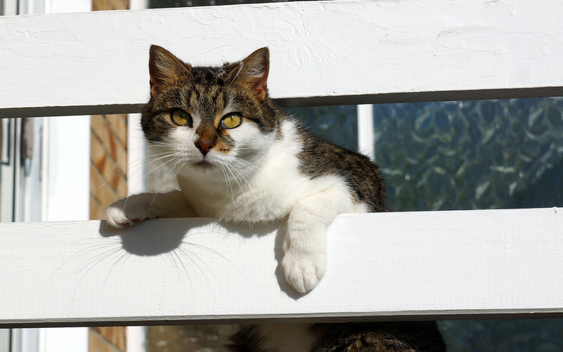 na telefon zwierzęta