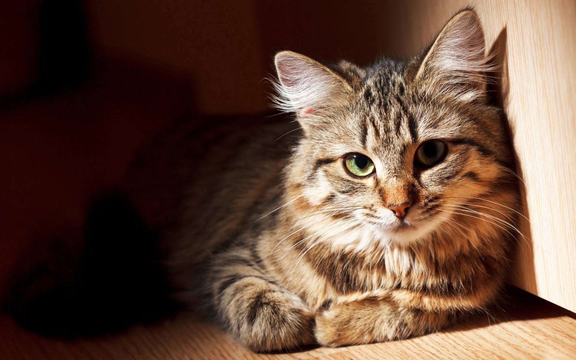 na telefon zwierzęta