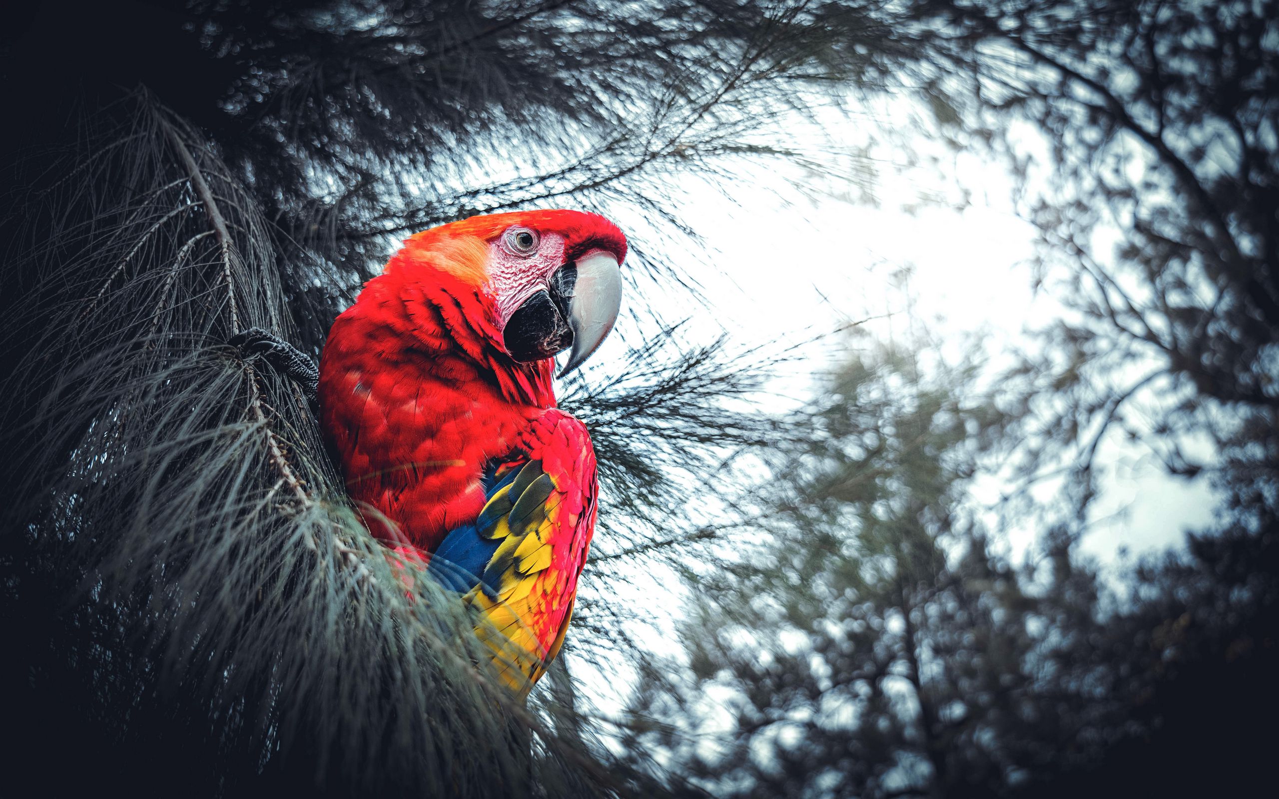 na telefon zwierzęta
