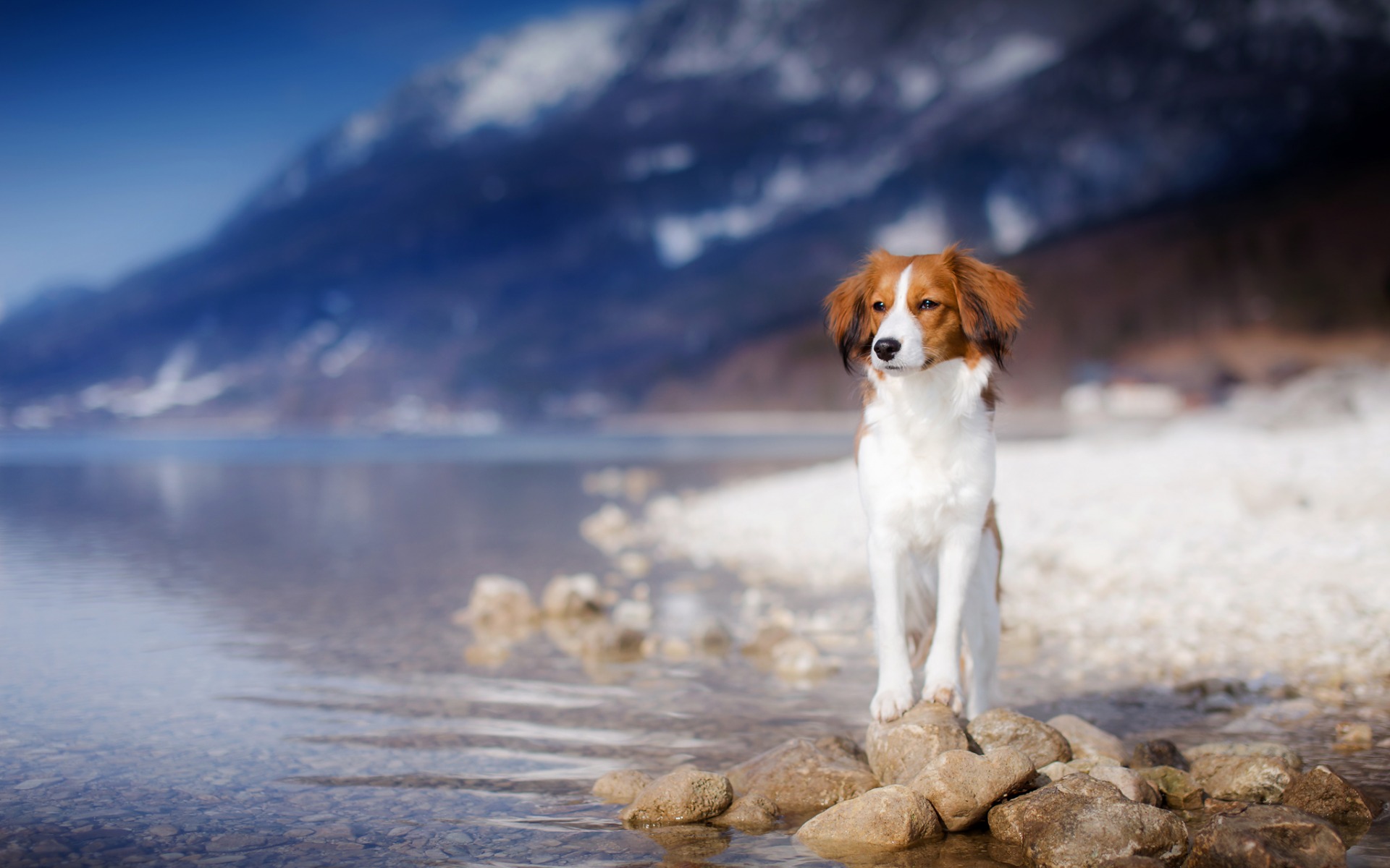 na pulpit zwierzęta